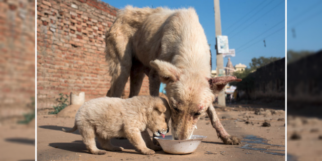 5 Ways to Help Street Dogs in your Area